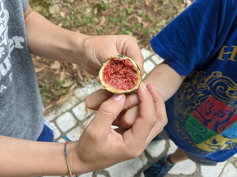 Figs grow wild everywhere in Montenegro