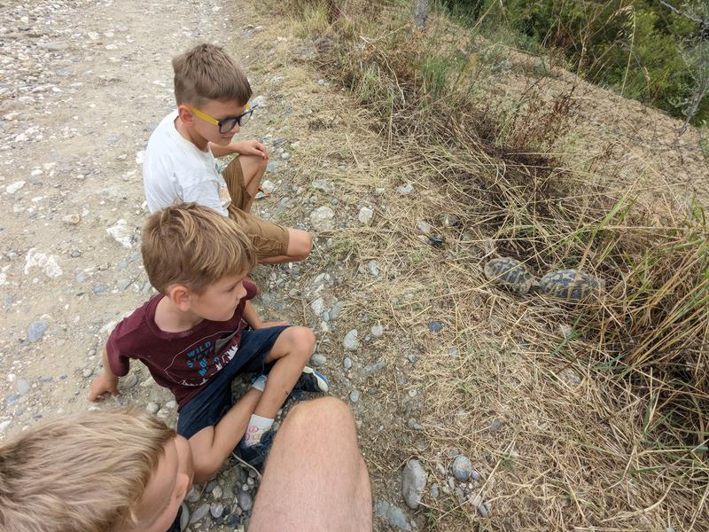 Kids found some tortoises